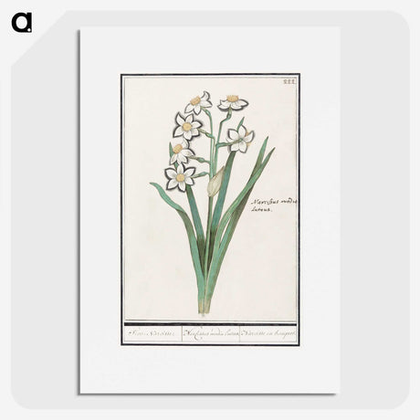 3-27_Anselmus-Boetius-de-Boodt_picture