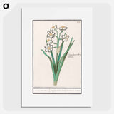 Trosnarcis, Narcissus - アンセルムス ボエティウス デ ブート Poster.