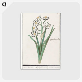 3-27_Anselmus-Boetius-de-Boodt_postcard