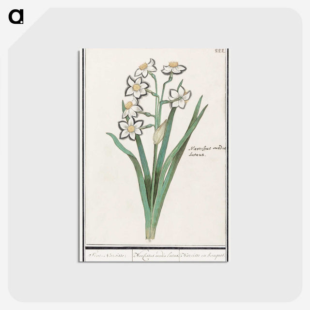3-27_Anselmus-Boetius-de-Boodt_postcard