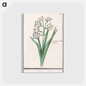 アートポストカード-Trosnarcis, Narcissus - アンセルムス ボエティウス デ ブート Postcard.