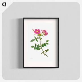 アートポスター-Rosa Collina Monsoniana
 - クリーブランド美術館 Poster.