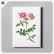 アートパネル-Rosa Collina Monsoniana
 - クリーブランド美術館 Canvas.