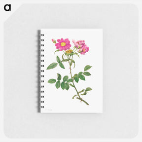 アートメモ帳-Rosa Collina Monsoniana
 - クリーブランド美術館 Memo.