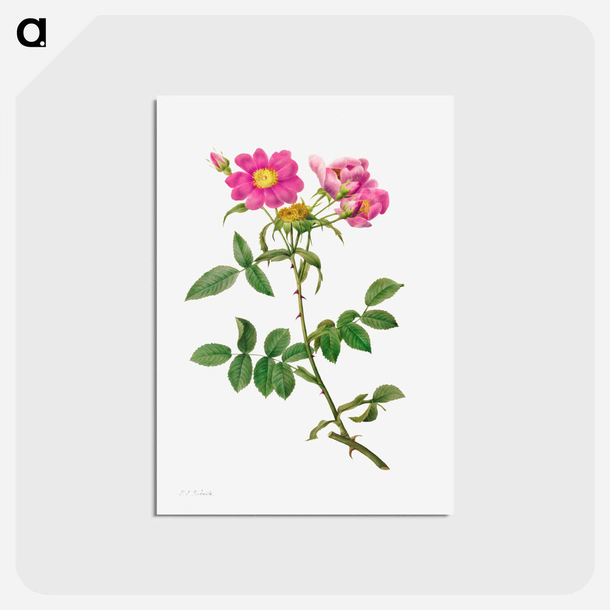 アートポストカード-Rosa Collina Monsoniana
 - クリーブランド美術館 Postcard.