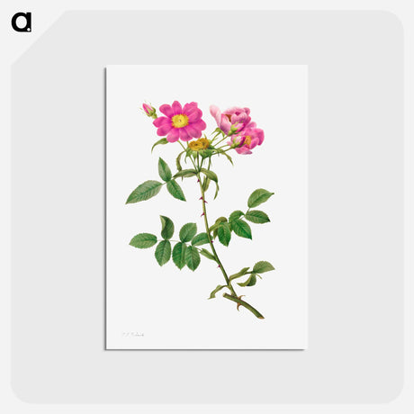 アートポストカード-Rosa Collina Monsoniana
 - クリーブランド美術館 Postcard.