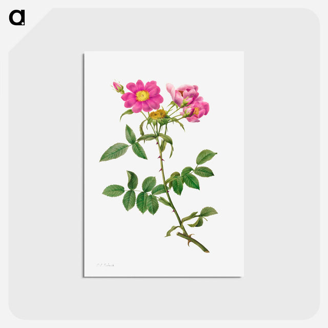 アートポストカード-Rosa Collina Monsoniana
 - クリーブランド美術館 Postcard.