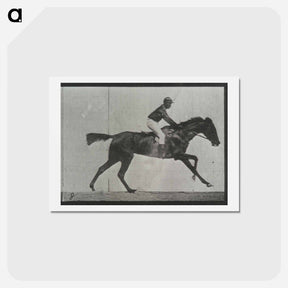 アートポストカード-Galloping Horse and Rider
 - エドワード マイブリッジ Postcard.