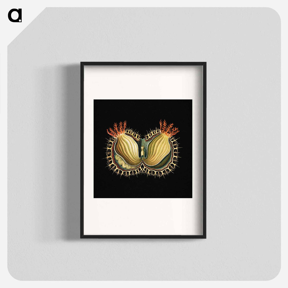 Colorful vintage tunicate marine life illustration - エルンスト ヘッケル Poster.