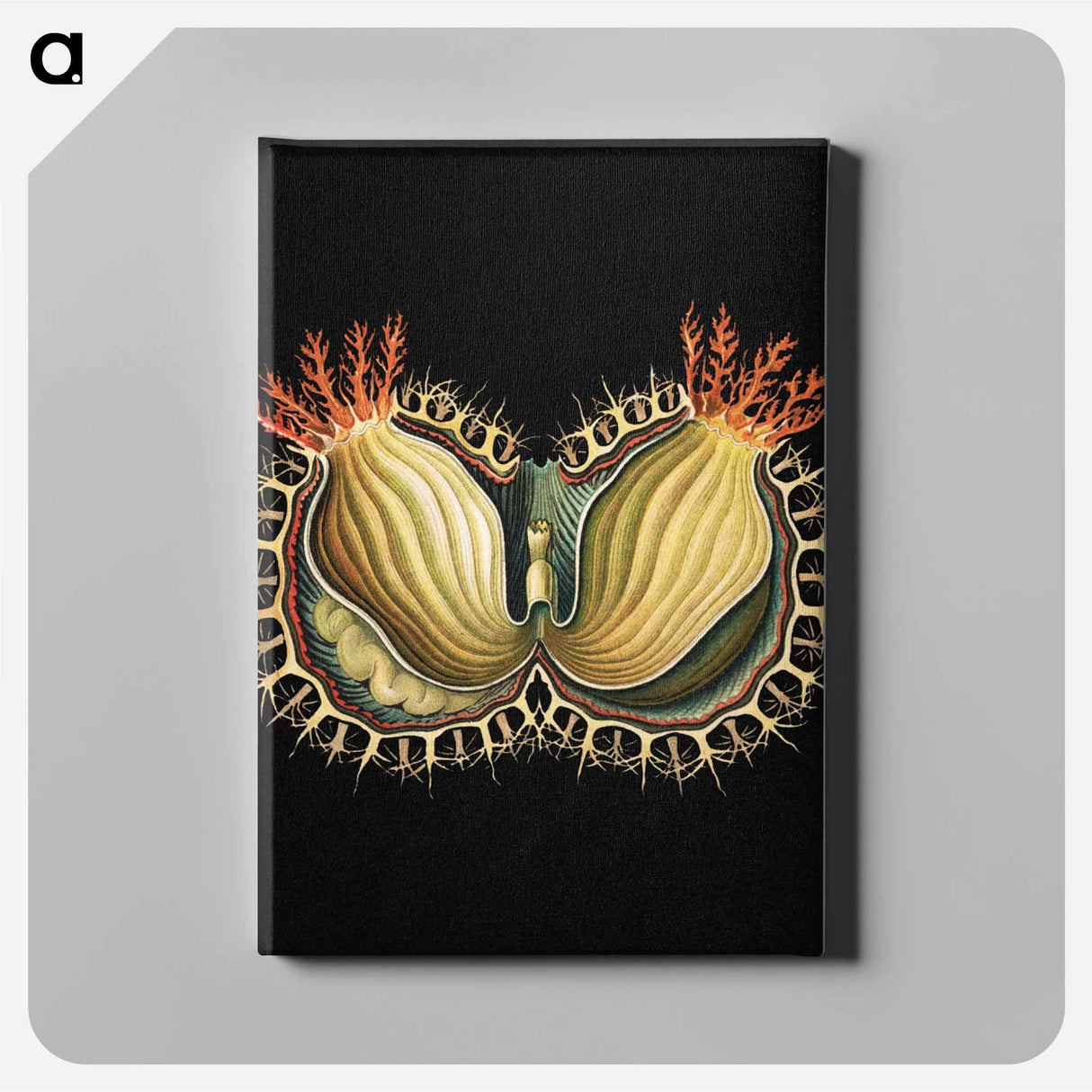 Colorful vintage tunicate marine life illustration - エルンスト ヘッケル Canvas.