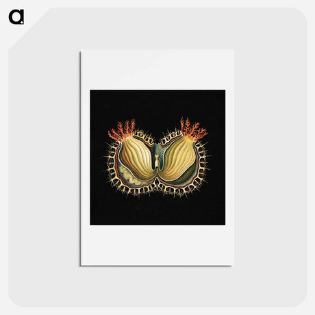 アートポストカード-Colorful vintage tunicate marine life illustration - エルンスト ヘッケル Postcard.