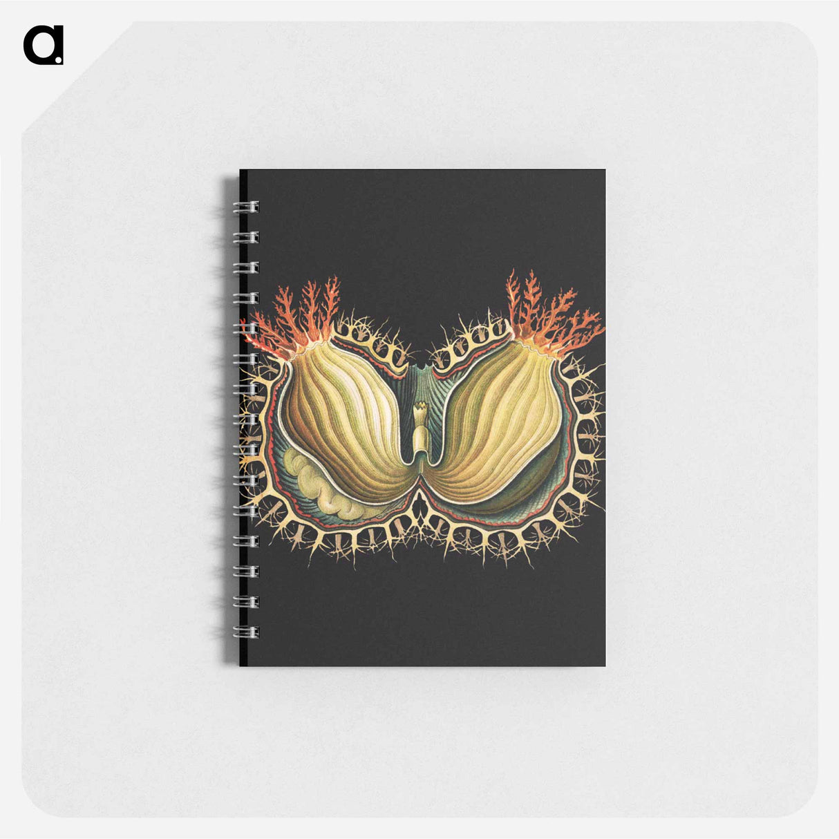 アートメモ帳-Colorful vintage tunicate marine life illustration - エルンスト ヘッケル Memo.