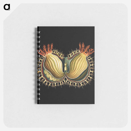 アートメモ帳-Colorful vintage tunicate marine life illustration - エルンスト ヘッケル Memo.