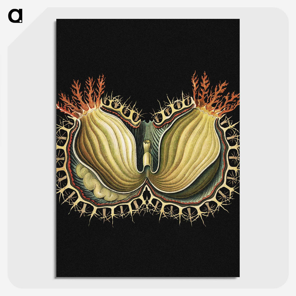 3-27_Ernst-Haeckel_picture-crop
