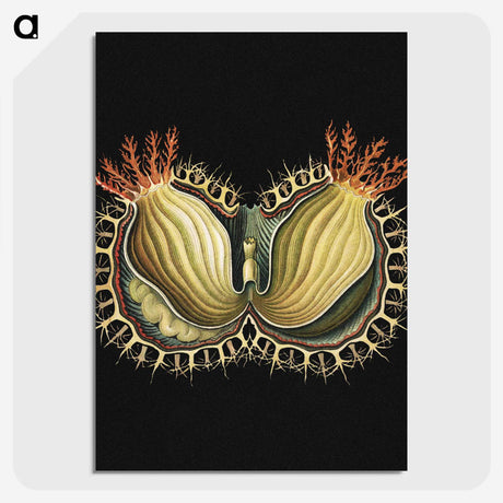 3-27_Ernst-Haeckel_picture-crop