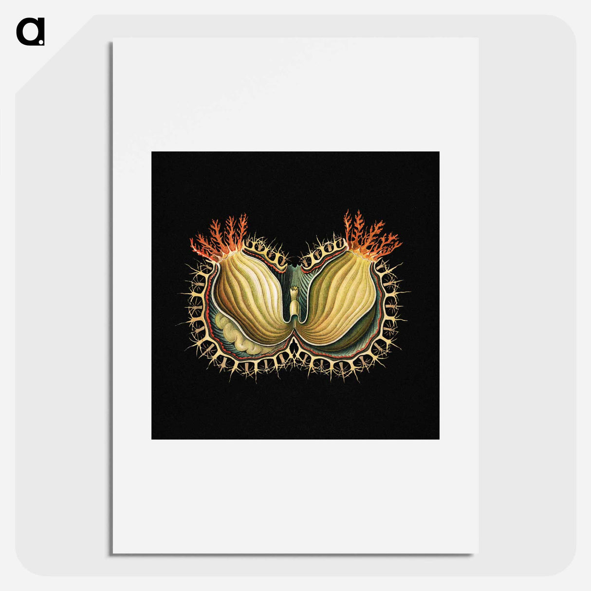 Colorful vintage tunicate marine life illustration - エルンスト ヘッケル Poster.
