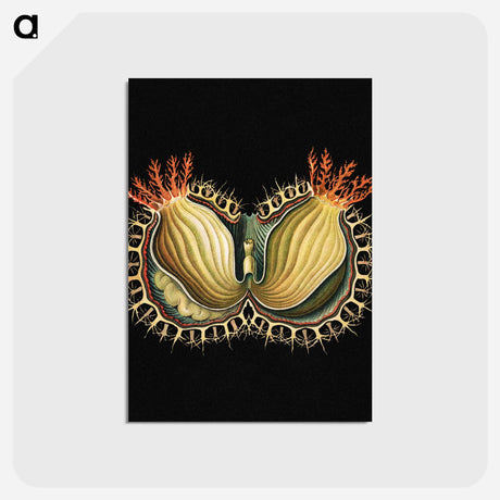 アートポストカード-Colorful vintage tunicate marine life illustration - エルンスト ヘッケル Postcard.