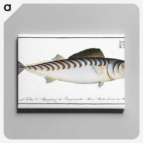 3-27_Ichtyologie-ou-Histoire-naturelle_canvas