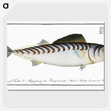 3-27_Ichtyologie-ou-Histoire-naturelle_picture-crop