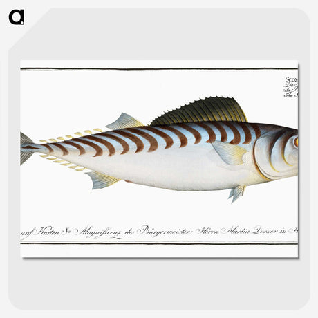 3-27_Ichtyologie-ou-Histoire-naturelle_picture-crop