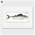 3-27_Ichtyologie-ou-Histoire-naturelle_picture