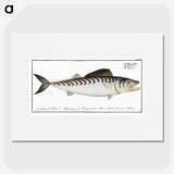 3-27_Ichtyologie-ou-Histoire-naturelle_picture