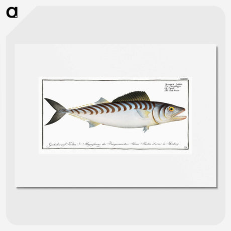 3-27_Ichtyologie-ou-Histoire-naturelle_picture
