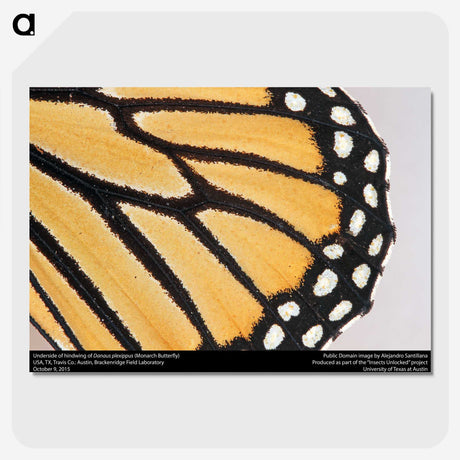 3-27_Insects-Unlocked-Project_picture-crop