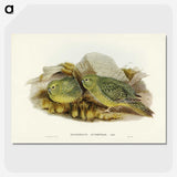 3-27_John-Gould_picture-crop