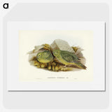 3-27_John-Gould_picture