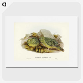 3-27_John-Gould_picture