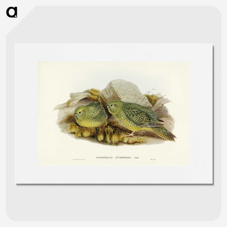 3-27_John-Gould_picture