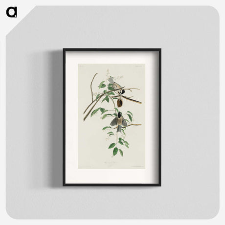 3-27_John-James-Audubon_blk