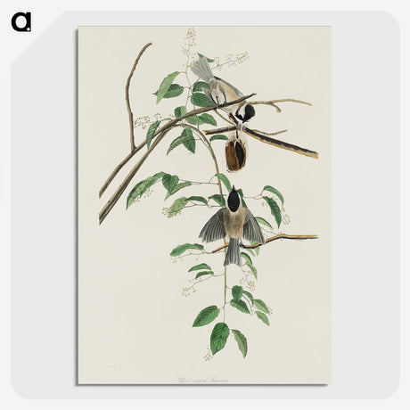 3-27_John-James-Audubon_picture-crop