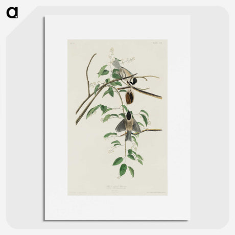 3-27_John-James-Audubon_picture