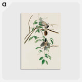 Carolina Titmouse
 - ジョン ジェームス オーデュボン Postcard.