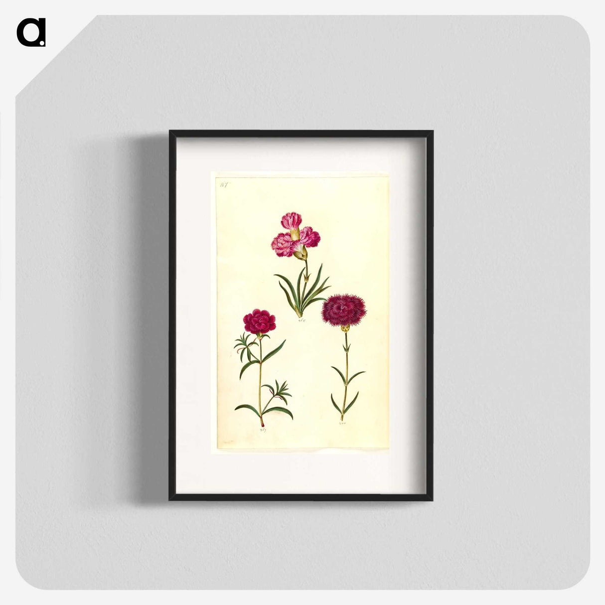 3-27_Maria-Sibylla-Merian_blk