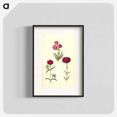 3-27_Maria-Sibylla-Merian_blk