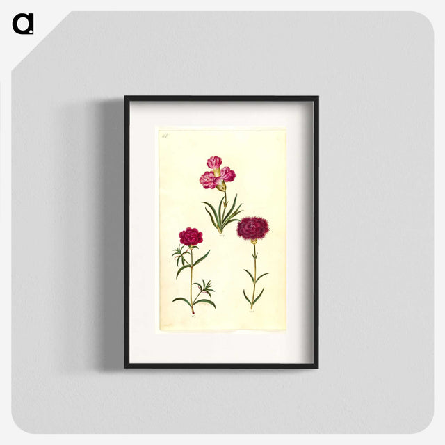 3-27_Maria-Sibylla-Merian_blk
