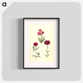 アートポスター-Dianthus caryophyllus
 - マリア ジビーラ メーリアン Poster.