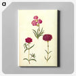 3-27_Maria-Sibylla-Merian_canvas