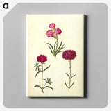 3-27_Maria-Sibylla-Merian_canvas