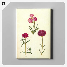3-27_Maria-Sibylla-Merian_canvas