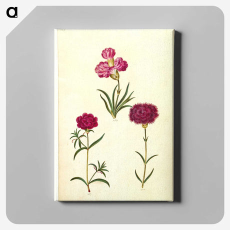 3-27_Maria-Sibylla-Merian_canvas