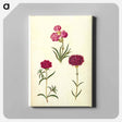 アートパネル-Dianthus caryophyllus
 - マリア ジビーラ メーリアン Canvas.