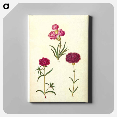 アートパネル-Dianthus caryophyllus
 - マリア ジビーラ メーリアン Canvas.