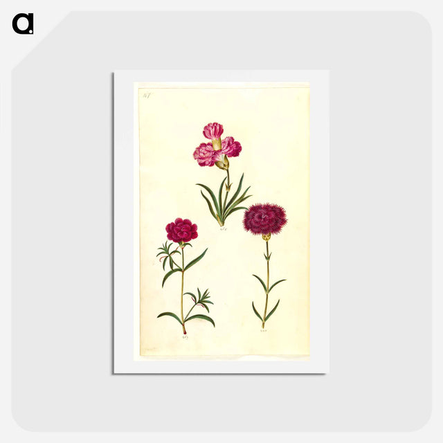 アートポストカード-Dianthus caryophyllus
 - マリア ジビーラ メーリアン Postcard.
