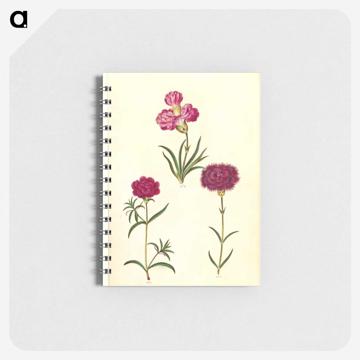 3-27_Maria-Sibylla-Merian_memo