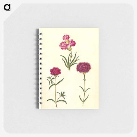 3-27_Maria-Sibylla-Merian_memo