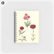 アートメモ帳-Dianthus caryophyllus
 - マリア ジビーラ メーリアン Memo.